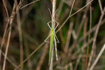 Common stick grasshopper (Acrida acuminata), a type of slant-faced grasshopper from KwaZulu-Natal, South Africa