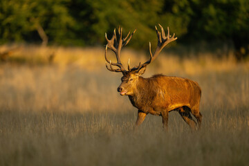 Red Deer (Cervus elaphus). Stag walking through golden grassland. Open meadow with soft sunlight. Majestic presence in warm evening light.