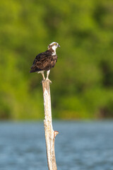 Osprey (Pandion haliaetus). A raptor perched on a weathered wooden post near the water. Calm lake with a blurred green backdrop. Watchful gaze and sharp talons.