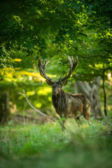 Naklejka premium Red Deer (Cervus elaphus). Deer standing. Dense green forest with filtered sunlight. Regal presence in a tranquil woodland scene.
