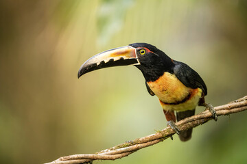 Collared Aracari (Pteroglossus torquatus). Bird perched. Slender branch in tropical rainforest. Striking beak shape in soft, golden light.
