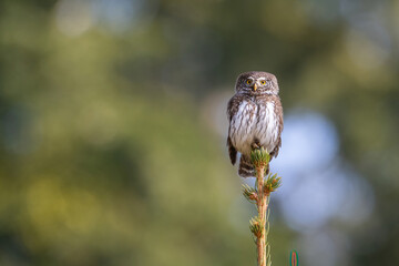 Eurasian pygmy owl (Glaucidium passerinum). Owl perched on a pine tree branch. Coniferous forest habitat. Intense gaze with golden eyes contrasts against the blurred green background.