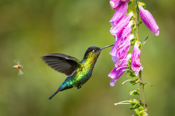 Fiery-throated Hummingbird (Panterpe insignis). Hummingbird hovering near pink flowers. Cloud forest environment. Vivid iridescent plumage and delicate flight.