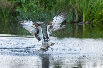 Osprey (Pandion haliaetus). Raptor emerging from water with a fish. River and wetland habitat. Water droplets scatter in mid-air, emphasizing the dramatic hunting action.
