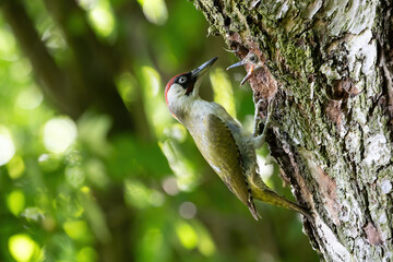 European green woodpecker (Picus viridis). Woodpecker perched on a tree trunk with its beak open. Deciduous forest habitat. Sunlight filtering through the leaves enhances the green plumage.