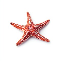 Red starfish on white background