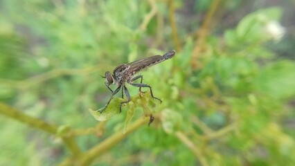 dragonfly sitting on the grass