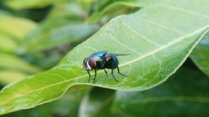 fly on green leaf
