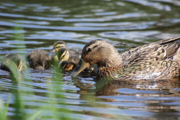 female mallard duck swimming in the water with her ducklings. The scene is calm, with reflections on the water and some green reeds in the foreground