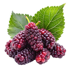 Mulberry fruit isolated on transparent background 