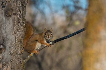 squirrel on a tree