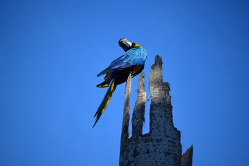 Caracas se distingue de otras ciudades por la cantidad de guacamayas que hacen vida en ella,ademas de otra gran cantidad de pajaros. © FILIPPO