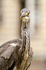 portrait of a bird