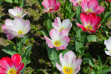 Beautiful tulip flower garden. The Expo 70 Commemorative Park, Osaka, Japan