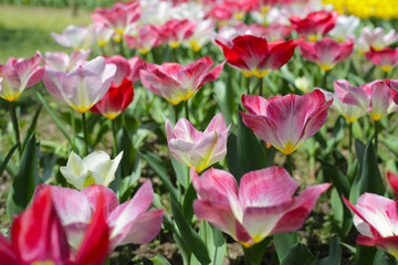 Beautiful tulip flower garden. The Expo 70 Commemorative Park, Osaka, Japan