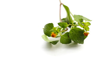 Yellow flower with green leaves of acmella oleracea or toothache plant on white background