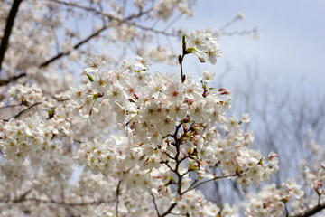 Branches of sakura flowers, cherry blossom