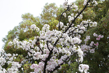 Branches of sakura flowers, cherry blossom
