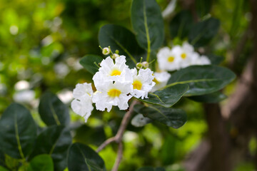 Clusters of white, trumpet-shaped flowers with yellow throats, blooming on tree