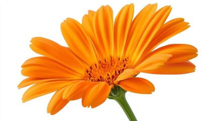 Bright Orange Flower Close-Up