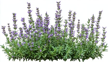rosemary, (Salvia rosmarinus, Rosmarinus officinalis) plant set frontal bush herbaceous perennial plant isolated png on a white background perfectly cutout