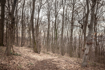 Fototapeta premium A serene forest path covered with fallen leaves captured during autumn in Serbia, evoking a peaceful natural setting.