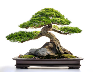 Fototapeta premium árbol, bonsai, adorno, fábrica, naturaleza, flor, piedra