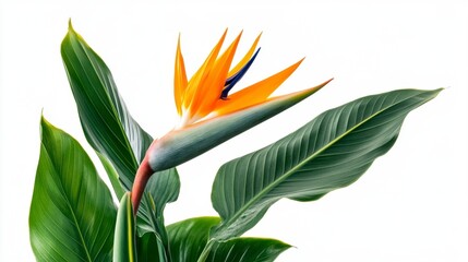 Vibrant Bird of Paradise Flower