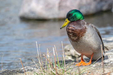 Closeup of a male mallard duck smiling at the camera.