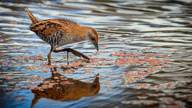 Baillon's Crake