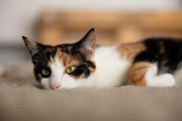 Tricolor kitten curled up in a tight ball, peacefully sleeping on a soft bed. Its fur, a mix of white, black, and orange, contrasts gently against the fabric