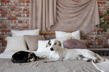 A white mutt with a distinctive spot over one eye lies peacefully next to a three-colored kitten