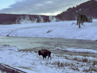 bison walking along frozen river in Yellowstone National Park © neena