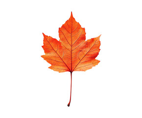 Fototapeta premium Vibrant Orange Maple Leaf with Intricate Veins Against a Black Background