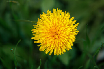 Close up of Dandelion officinalis in nature. Dandelion of the family Taraxacum officinale close-up. Dandelion officinalis