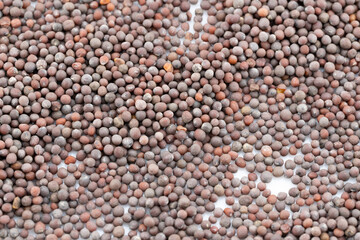 Immerse yourself in the intricate texture of these mustard seeds, captured in a detailed close-up. 