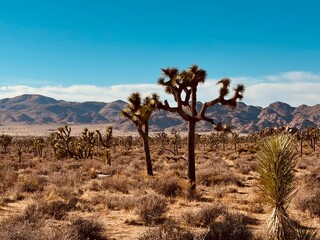 Joshua Tree Mountains