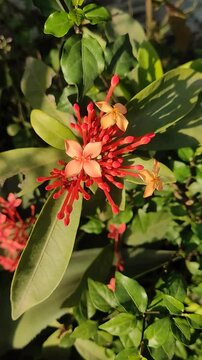 red and yellow flowers