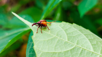 Nut weevil resting on a green leaf, known for infesting acorns.