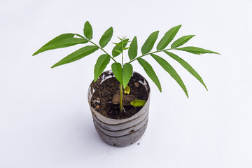 Soap tree seeds (Sapindus rarak) white background. Sapindus rarak plant used as a basic ingredient for traditional soap