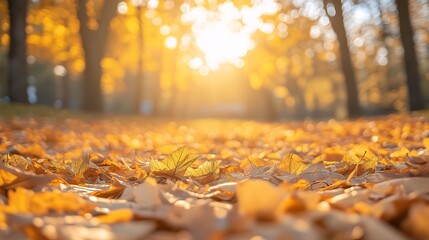 Autumn Leaves and Sunlit Pathways: A Tranquil Park Exploration at Sunset