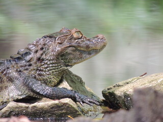 close up of a crocodile