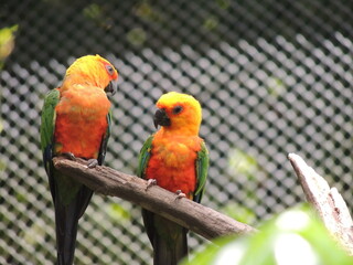 pair of orange parrots