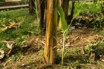 Close-Up of a Newly Grown Musa paradisiaca (Banana) Sapling in a Tropical Garden