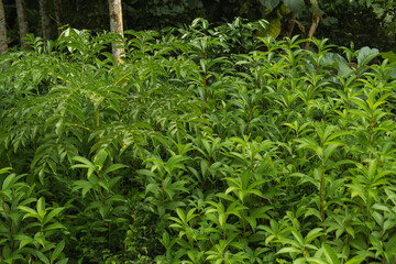 Close-Up of Amorphophallus muelleri (Porang) Growing in a Lush Tropical Garden