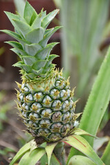 pineapple on the vine