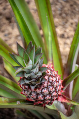 pineapple on the tree