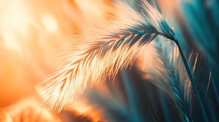 Naklejka premium Close-Up of Shimmering Wheat Grass in Beautiful Sunset Light