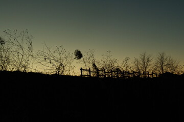 대한민국, 갈대, 울타리, 석양, 나무, sky, 실루엣, 경관, 일출, 네이처, 태양, orange, 나무, 오늘밤, red, 새벽, 구름, blue, 저녁, 다크, 라이트, 사막, 골드, 들판, 구름, 나이트, 경치, beautiful