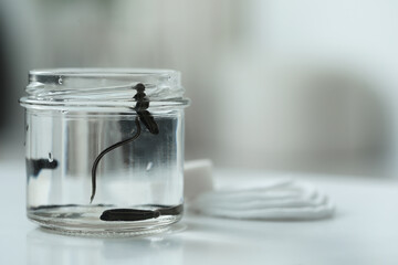 Medicinal leeches in glass jar and cotton pads on white table, closeup. Space for text